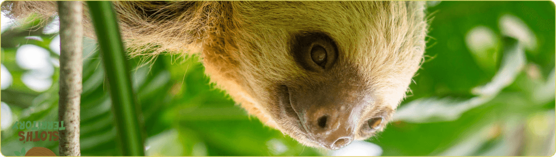 Arenal Volcano overlay, graphic design for the Policies section.