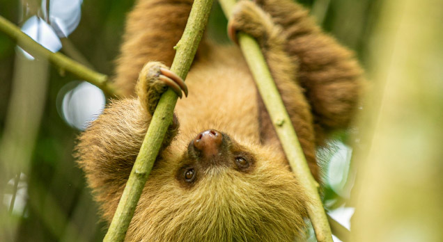 Sloths in La Fortuna de San Carlos