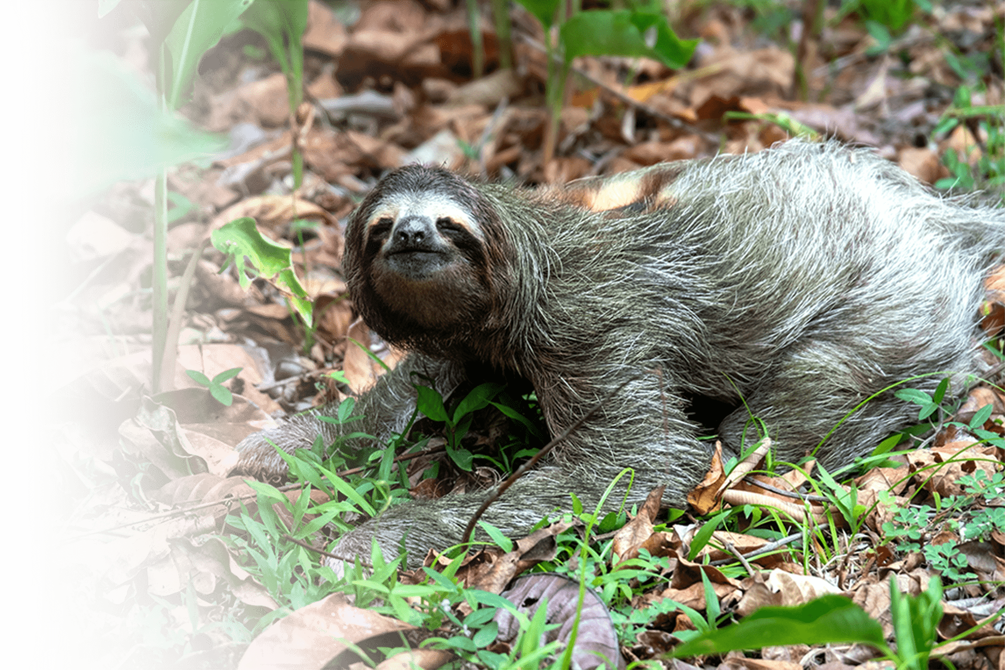 Sloth's Territory curiosities