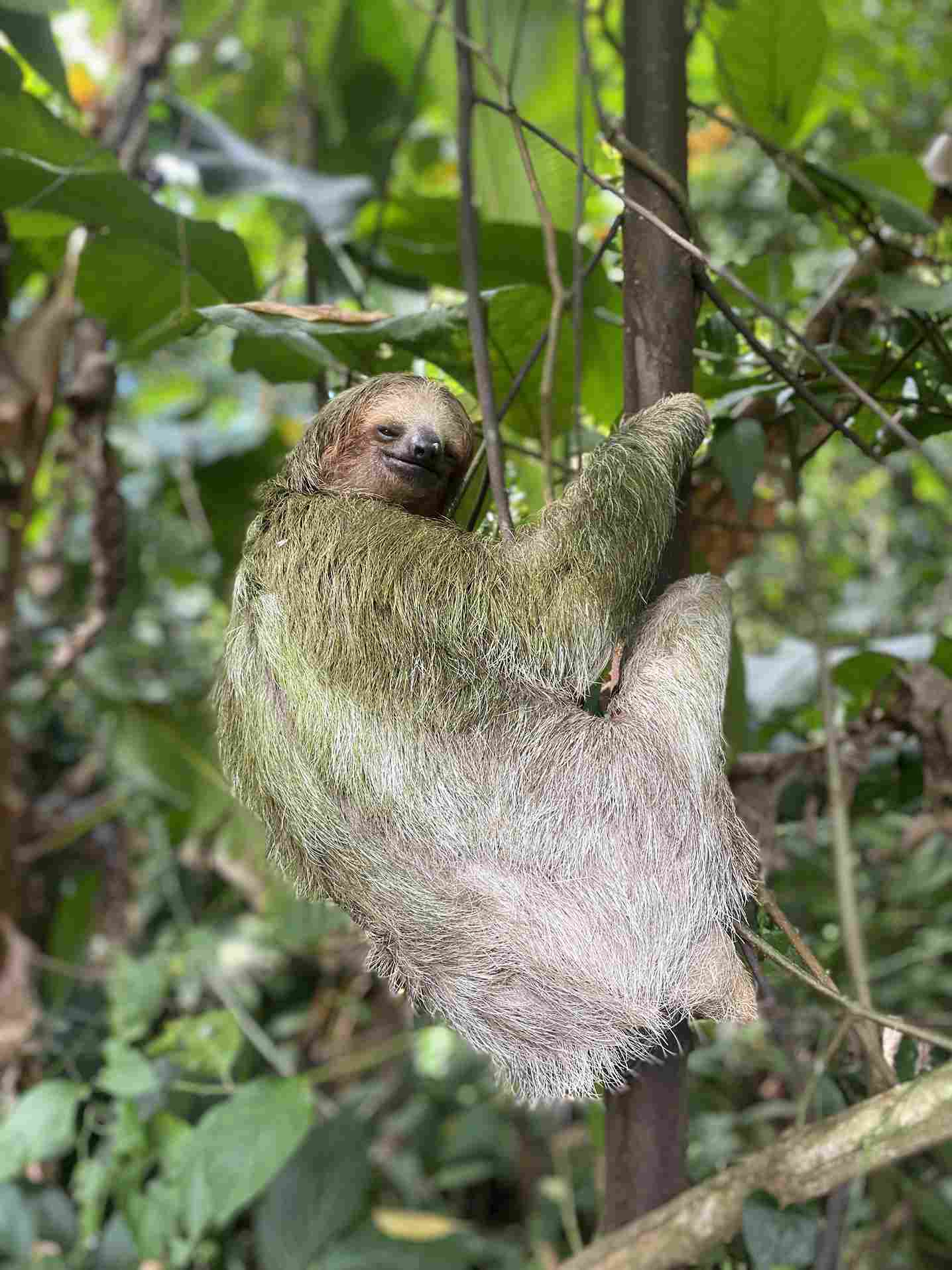 La Fortuna Sloth Day Tour
